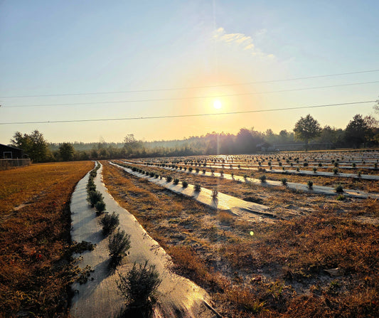 Caring for Lavender from Fall Through Winter: A Complete Guide