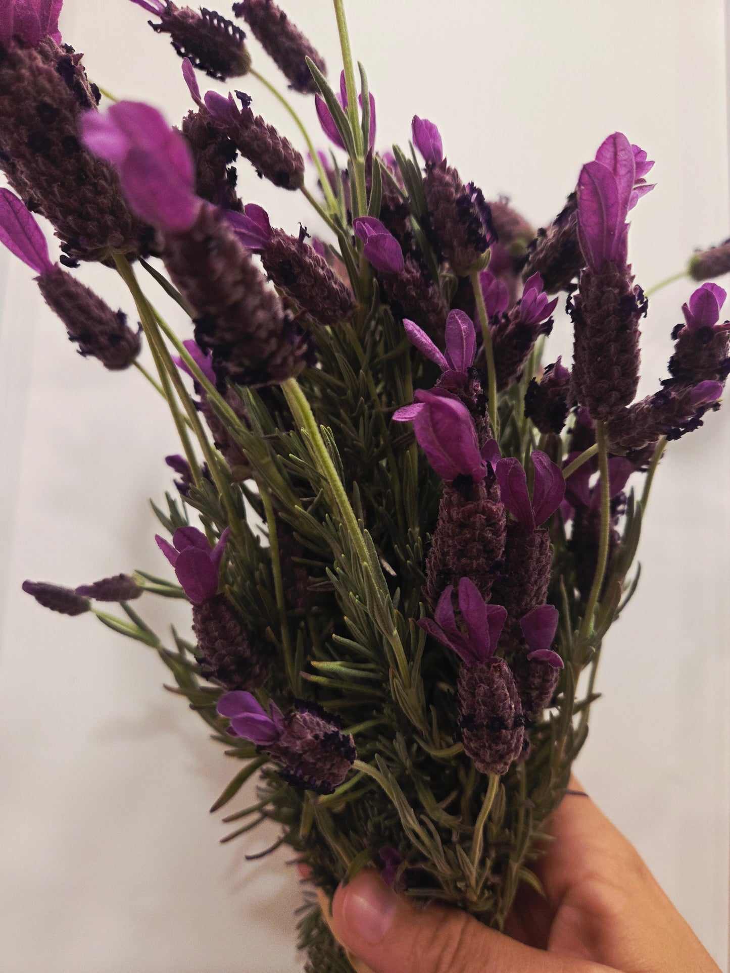 Dried Lavender Bundle(Spanish Variety)