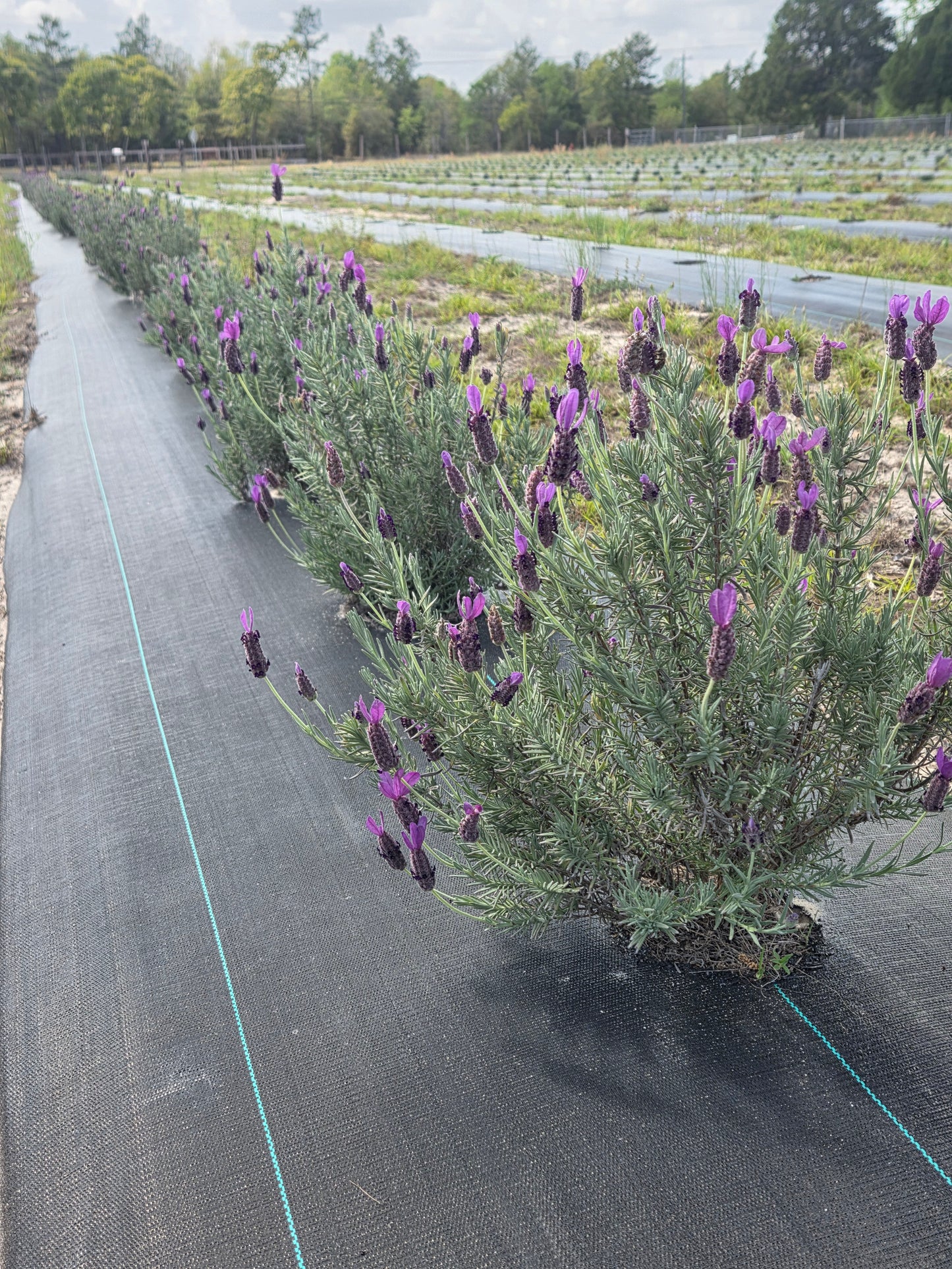 Dried Lavender Bundle(Spanish Variety)