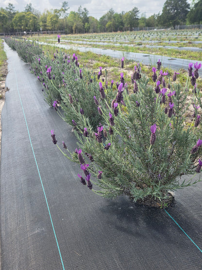 Dried Lavender Bundle(Spanish Variety)
