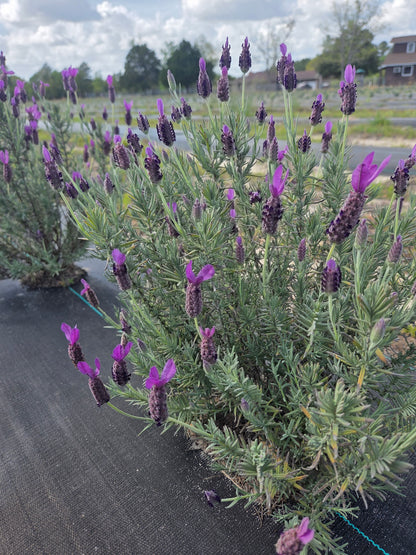 Dried Lavender Bundle(Spanish Variety)