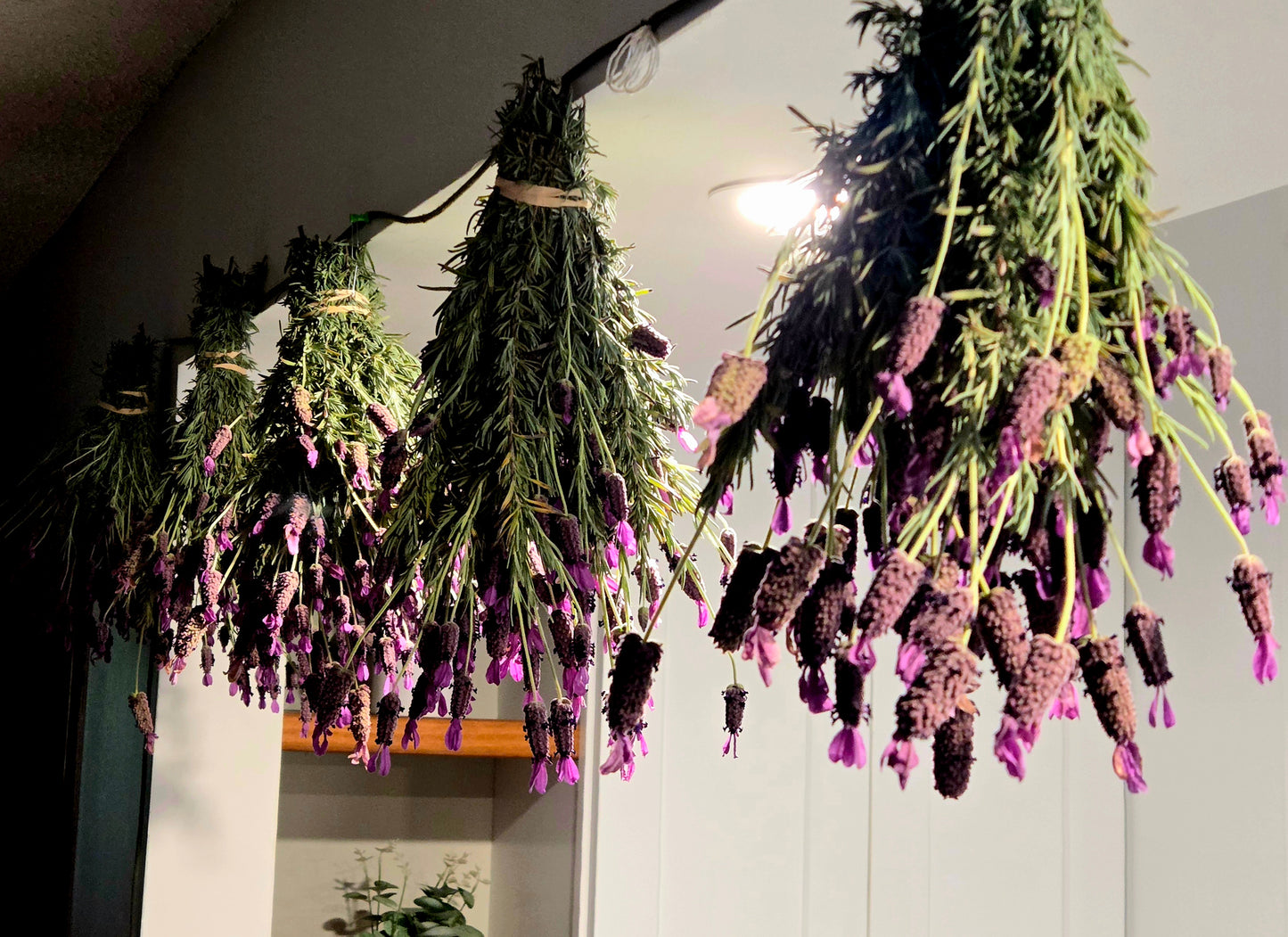 Dried Lavender Bundle(Spanish Variety)