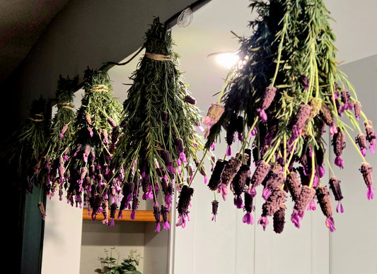 Dried Lavender Bundle(Spanish Variety)
